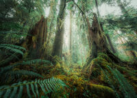 Ravensburger 17494 Faszinierender Wald Nature Edition...
