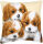 Vervaco PN-0008507 Stickkissen Motiv Drei Hundebabys