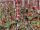 Jan van Haasteren Crazy Casino 1000 Teile Puzzle