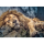 Trefl, schlafender Löwe, 1000 Teile Puzzle