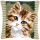 Kreuzstich-Kissen-Set Braune Katze - Stickbild vorgezeichnet